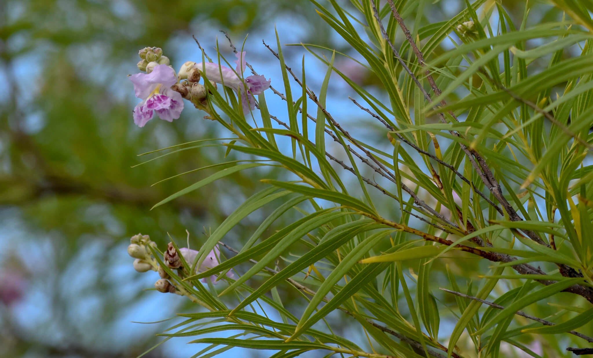 Chilopsis linearis